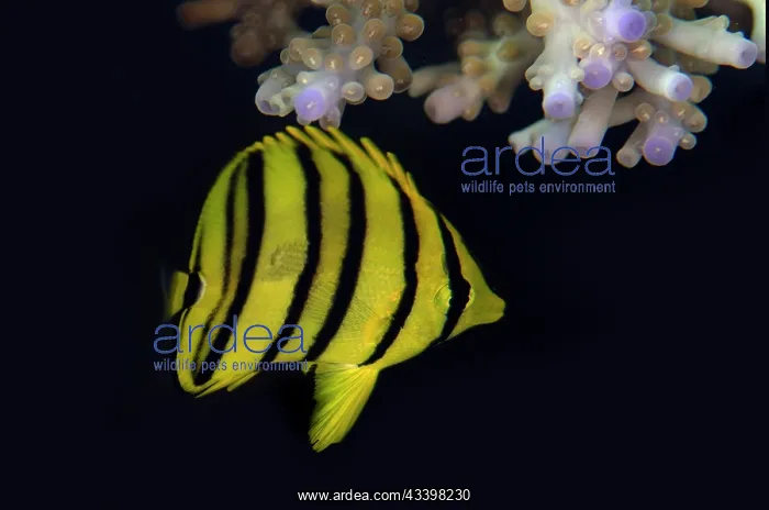 : Eight-banded Butterflyfish : Eight-banded Butterflyfish