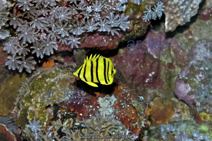 : Eight-banded Butterflyfish - yellow version - feeds : Eight-banded Butterflyfish - yellow version - feeds