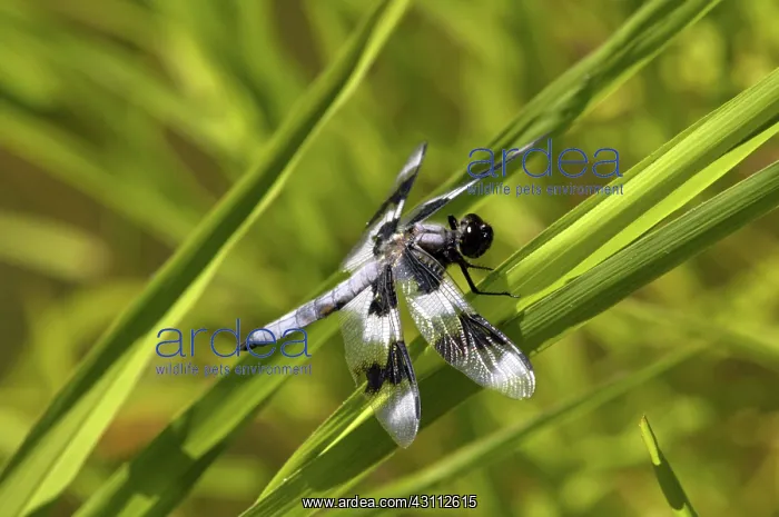 : Eight-spotted Skimmer : Eight-spotted Skimmer