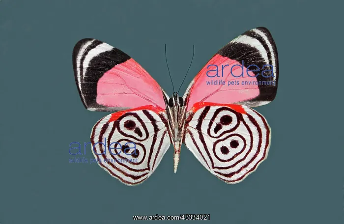 : Eighty-eight Butterfly : Eighty-eight Butterfly