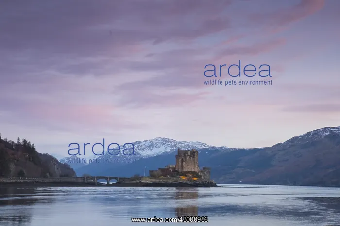 : Eilean Donan Castle at Loch Duich - Kyle of Lochalsh : Eilean Donan Castle at Loch Duich - Kyle of Lochalsh