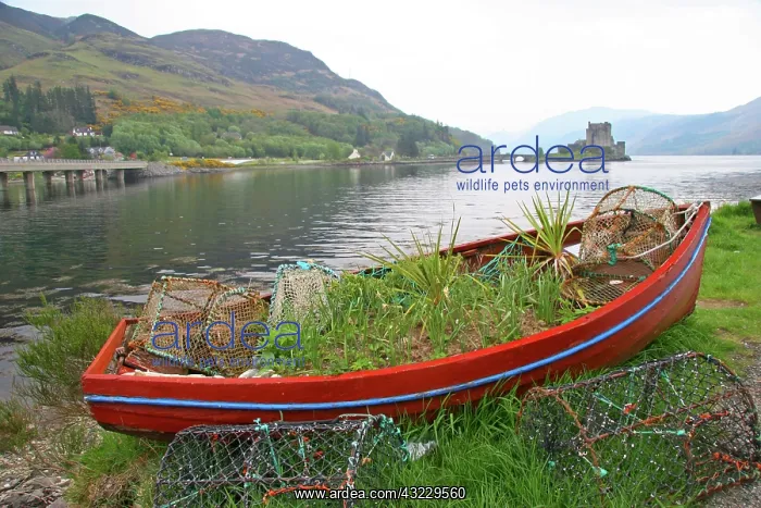 : Eilean Donan Castle, Scotland. The famous : Eilean Donan Castle, Scotland. The famous
