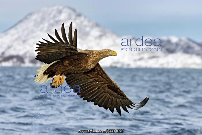 : Ein fliegender Seeadler hat gerade einen Fisch aus : Ein fliegender Seeadler hat gerade einen Fisch aus