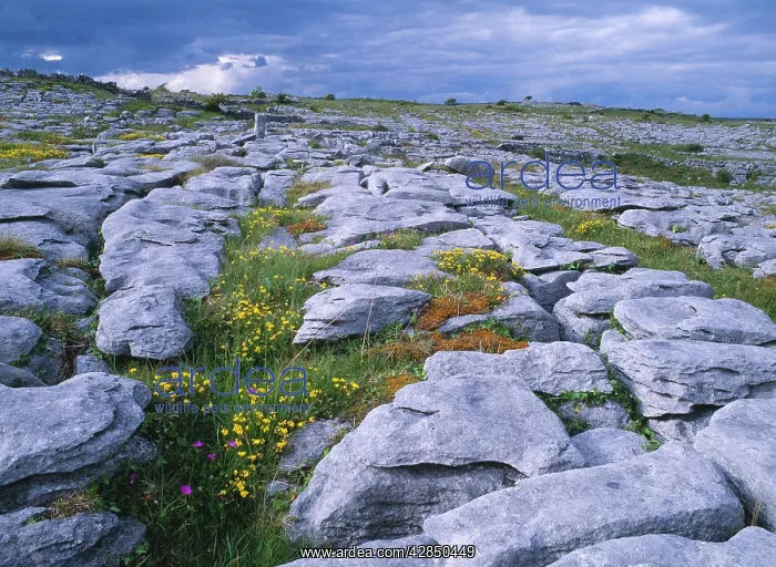 : EIRE - The Burren with Bird's Foot Trefoil : EIRE - The Burren with Bird's Foot Trefoil