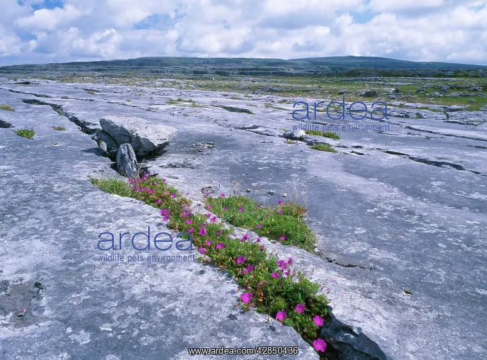 : EIRE - Limestone pavement with Bloody Cranesbill : EIRE - Limestone pavement with Bloody Cranesbill