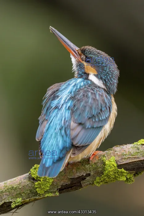 : Eisvogel (Alcedo atthis) Weibchen, sitzt auf einem : Eisvogel (Alcedo atthis) Weibchen, sitzt auf einem