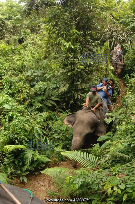 : Ekotourism with Elephants in forest Gunung Leuser NP Sumatra : Ekotourism with Elephants in forest Gunung Leuser NP Sumatra