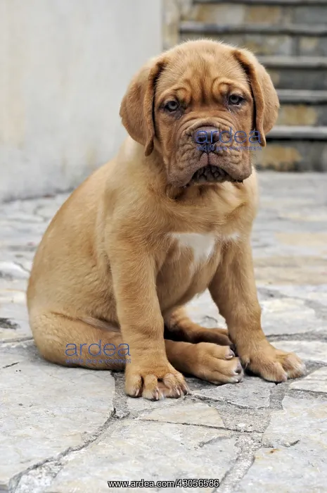 : Ekta Dogue de Bordeaux dog two months Correze France : Ekta Dogue de Bordeaux dog two months Correze France
