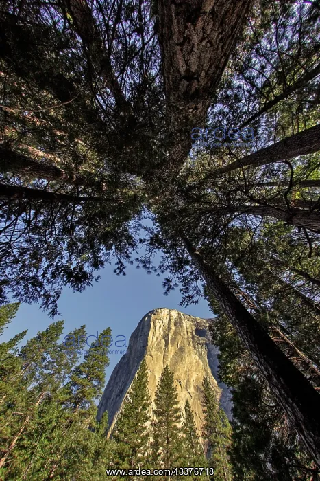 : El Capitan through pine trees, Yosemite National : El Capitan through pine trees, Yosemite National