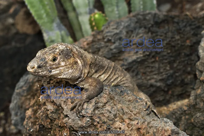 : El Hierro Giant lizard (Gallotia simonyi), emdenic : El Hierro Giant lizard (Gallotia simonyi), emdenic