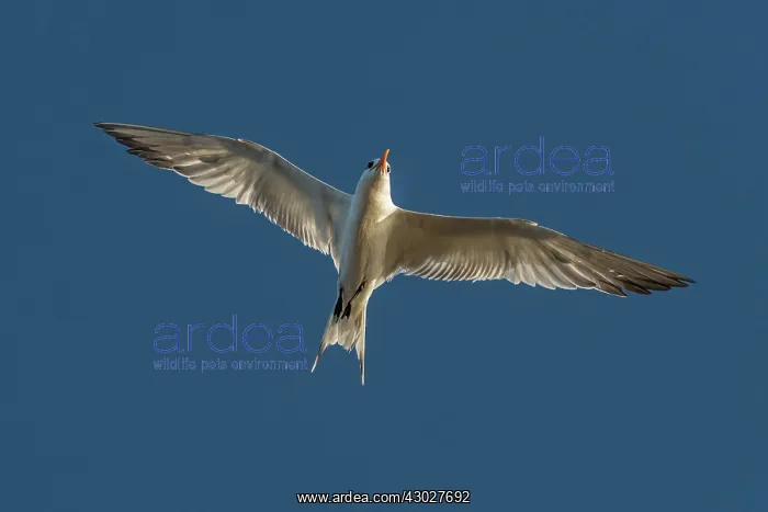 : El Santuario de Fauna y Flora los Flamencos, Guajira : El Santuario de Fauna y Flora los Flamencos, Guajira