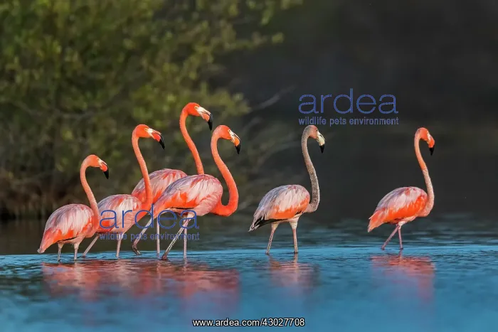  : El Santuario de Fauna y Flora los Flamencos, Guajira