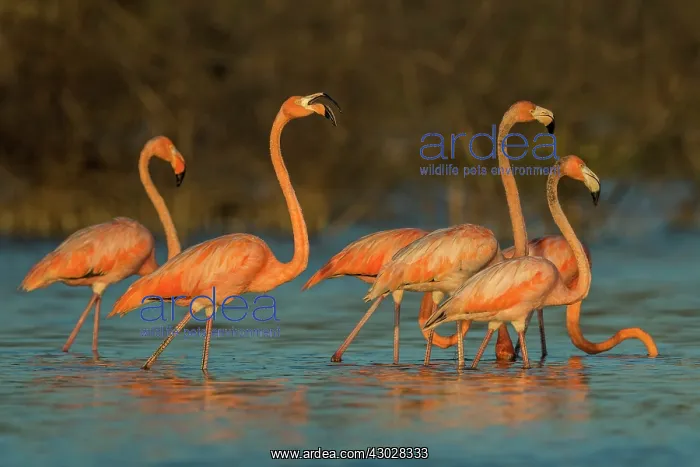 : El Santuario de Fauna y Flora los Flamencos, Guajira : El Santuario de Fauna y Flora los Flamencos, Guajira