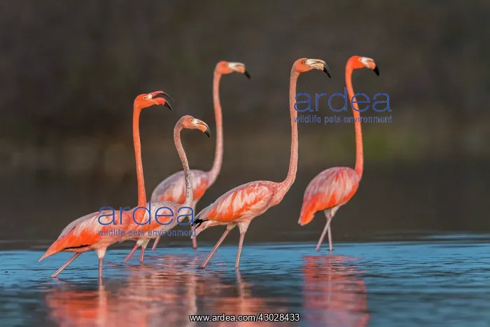 : El Santuario de Fauna y Flora los Flamencos, Guajira : El Santuario de Fauna y Flora los Flamencos, Guajira