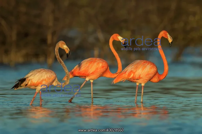 : El Santuario de Fauna y Flora los Flamencos, Guajira : El Santuario de Fauna y Flora los Flamencos, Guajira