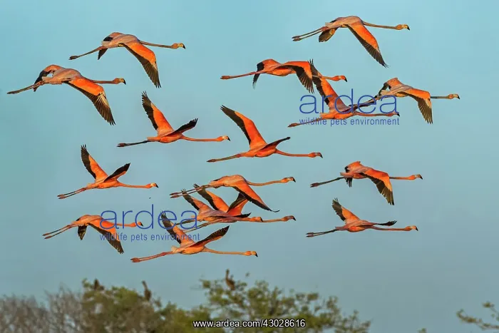 : El Santuario de Fauna y Flora los Flamencos, Guajira : El Santuario de Fauna y Flora los Flamencos, Guajira