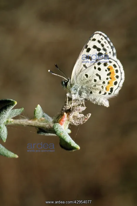 : El Segundo Blue Butterfly : El Segundo Blue Butterfly