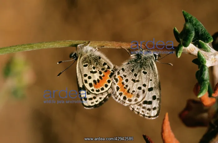 : El Segundo Blue Butterfly - mating pair : El Segundo Blue Butterfly - mating pair
