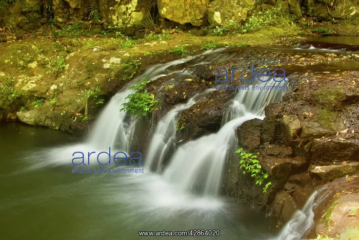 : Elabana Falls - waterfall amidst lush subtropical : Elabana Falls - waterfall amidst lush subtropical