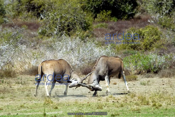 : Eland - bulls fights - antlers entangled : Eland - bulls fights - antlers entangled
