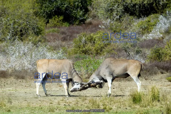 : Eland - bulls fights - horn tangling : Eland - bulls fights - horn tangling