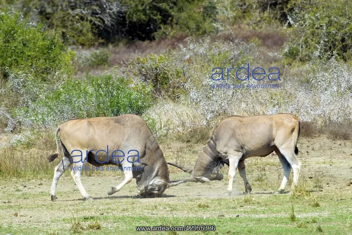 : Eland - bulls fights - horn tangling : Eland - bulls fights - horn tangling