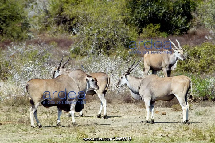 : Eland - congregating by water : Eland - congregating by water