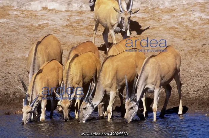 : ELAND - herd drinking : ELAND - herd drinking