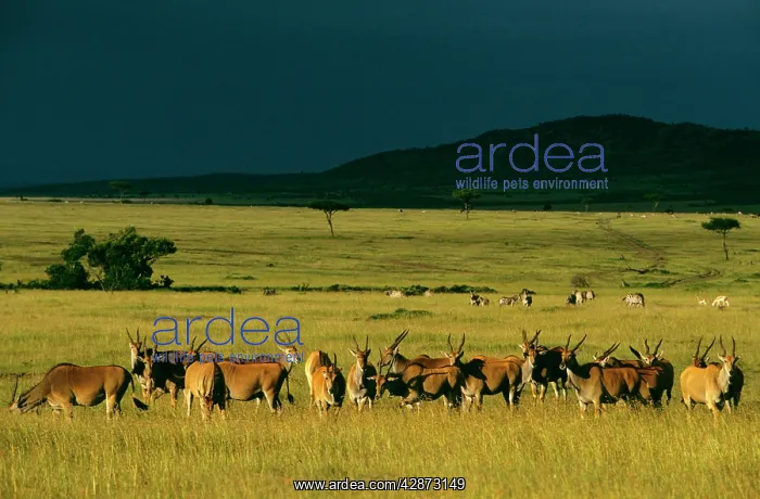  : Eland - herd in savanna landscape in pre-storm