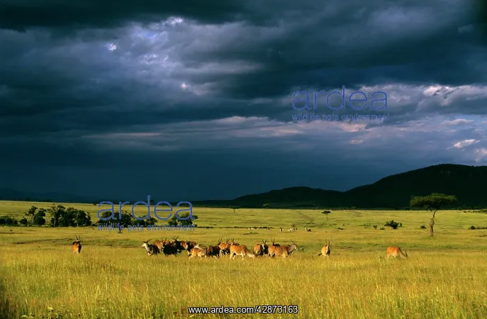  : Eland - herd in savanna landscape in pre-storm