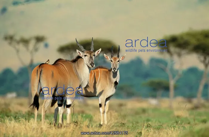  : ELAND - two males
