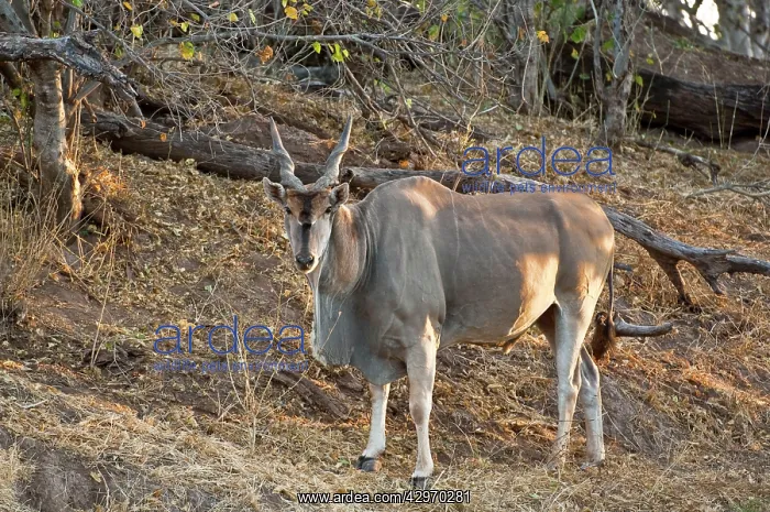 : Eland - standing on bank of dry river : Eland - standing on bank of dry river