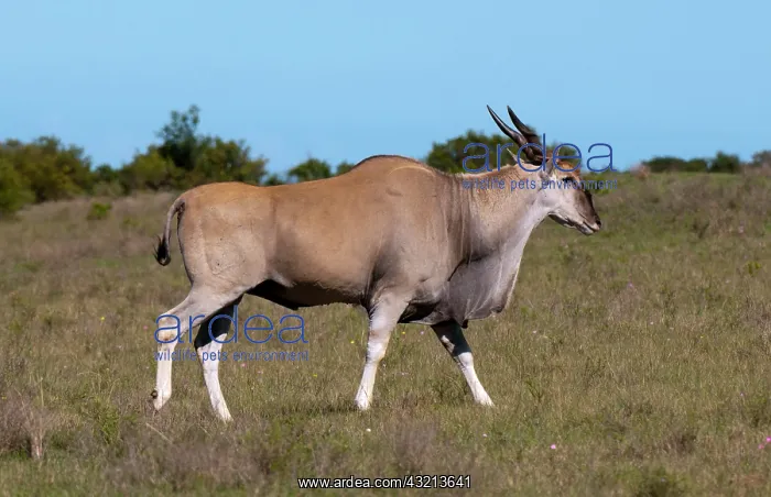 : Eland (Taurotragus oryx), Kariega Game Reserve : Eland (Taurotragus oryx), Kariega Game Reserve