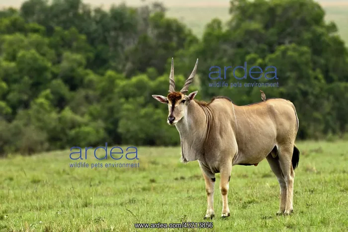 : Eland (Taurotragus oryx) Kenya's largest : Eland (Taurotragus oryx) Kenya's largest