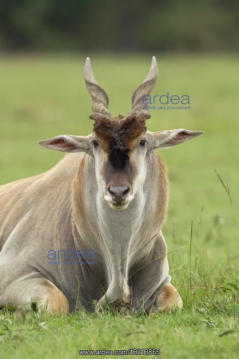 : Eland (Taurotragus oryx) Kenya's largest : Eland (Taurotragus oryx) Kenya's largest