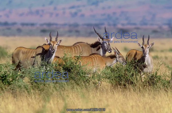  : Eland (Tragelaphus oryx). Maasai Mara, Kenya, Africa