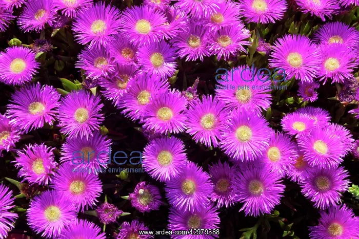 : Elands Sourfig / Elandssuurvy / Hottentot Fig Flowers : Elands Sourfig / Elandssuurvy / Hottentot Fig Flowers