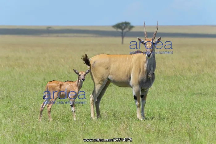 : Elands (Taurotragus oryx) antelope, with young : Elands (Taurotragus oryx) antelope, with young