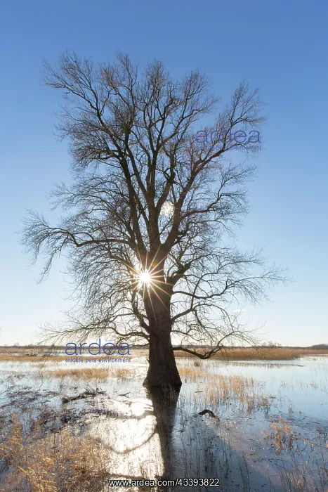 : Elbe Valley flood : Elbe Valley flood