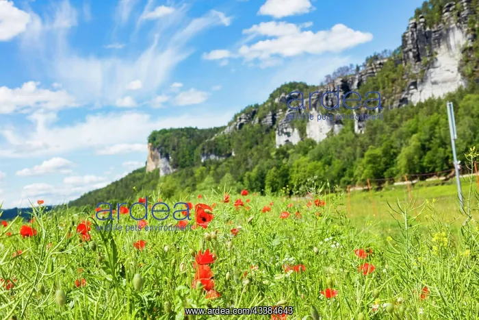 : Elbe Valley in Rathen with the Bastei Rock : Elbe Valley in Rathen with the Bastei Rock