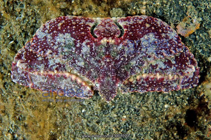 : Elbow Crab on black sand Retak Larry dive site : Elbow Crab on black sand Retak Larry dive site