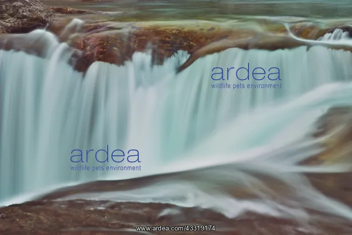 : Elbow Falls : Elbow Falls