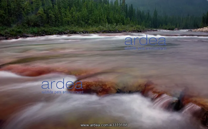 : Elbow River in Kanakansis Country, Alberta : Elbow River in Kanakansis Country, Alberta