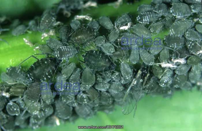 : Elder aphid : Elder aphid