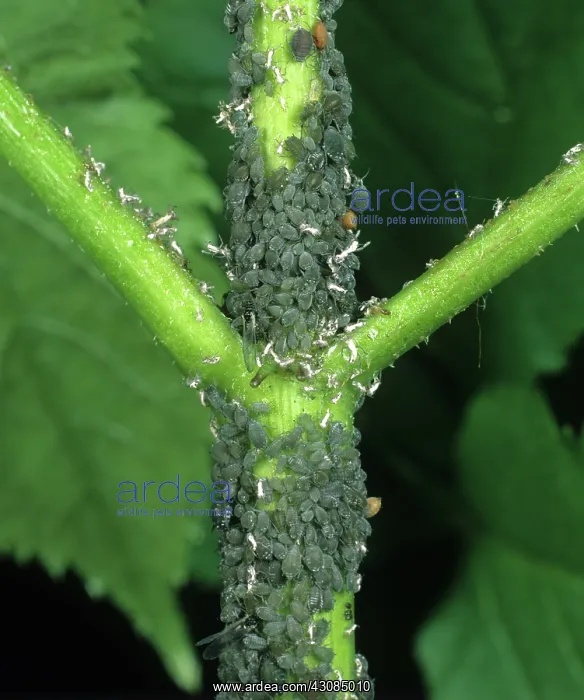 : Elder Aphid infestation : Elder Aphid infestation