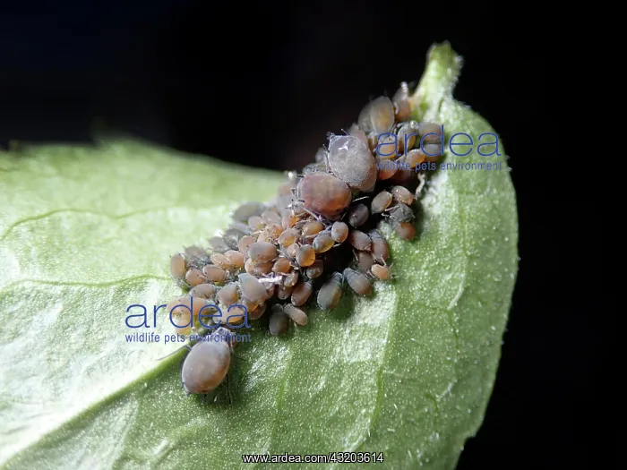 : Elder aphids (Aphis sambuci), brownish colour variant : Elder aphids (Aphis sambuci), brownish colour variant