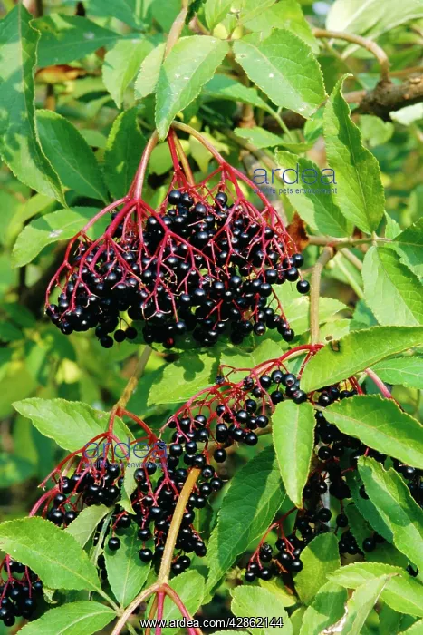 : ELDER BERRIES : ELDER BERRIES