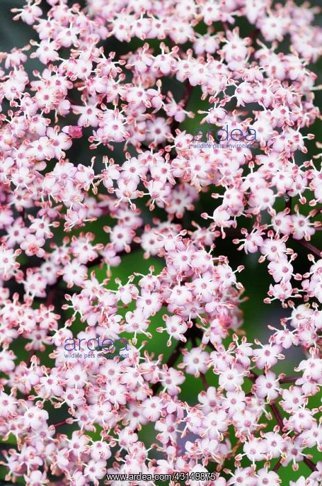 : Elder, Black Elder, Sambucus nigra Eva, Mass of tiny pink : Elder, Black Elder, Sambucus nigra Eva, Mass of tiny pink
