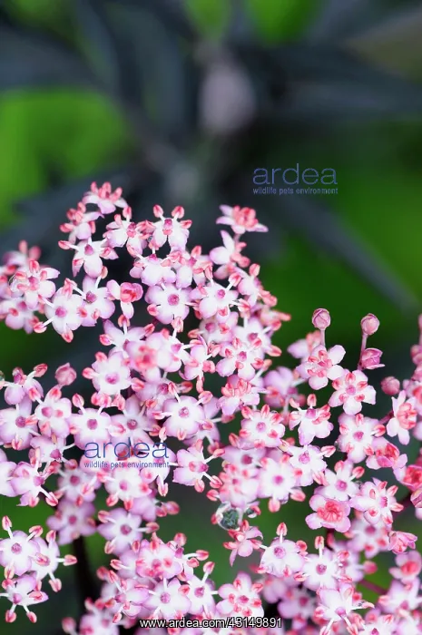: Elder, Black Elder, Sambucus nigra Eva, Mass of tiny pink : Elder, Black Elder, Sambucus nigra Eva, Mass of tiny pink
