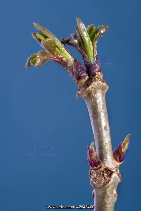  : Elder branch
